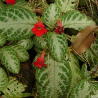 Episcia reptans Mart.